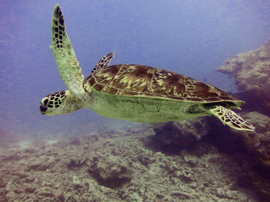 Purple Turtle Dive Fiji (Formerly Deep Blue Fiji)