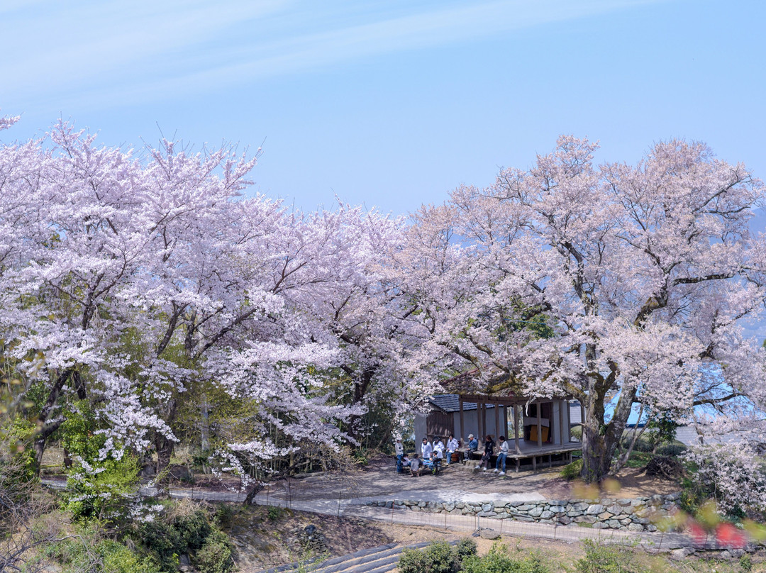 Shibanai Sakurado no Hyotan Sakura