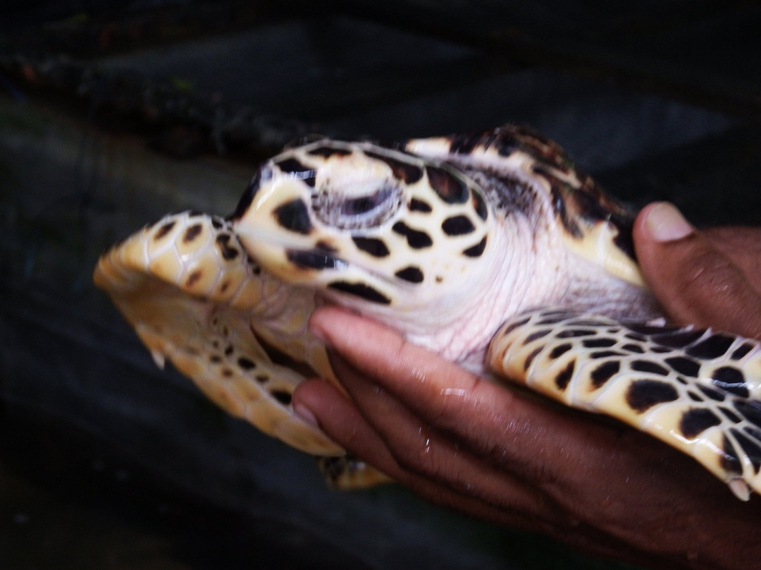 Kosgoda Sea Turtle Conservation Project景点图片