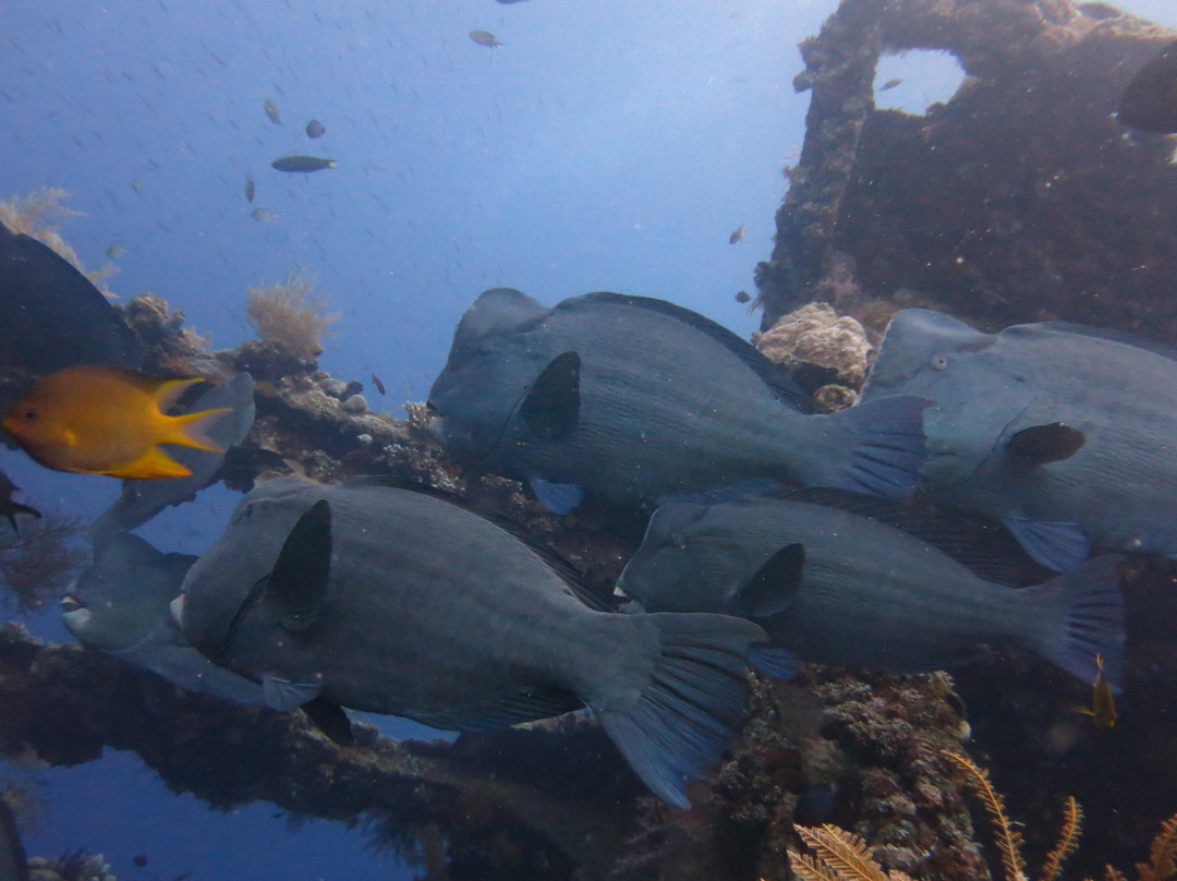 Sea Hua Ha Ha Dive Center, Bar and Restaurant-图兰本必去景点
