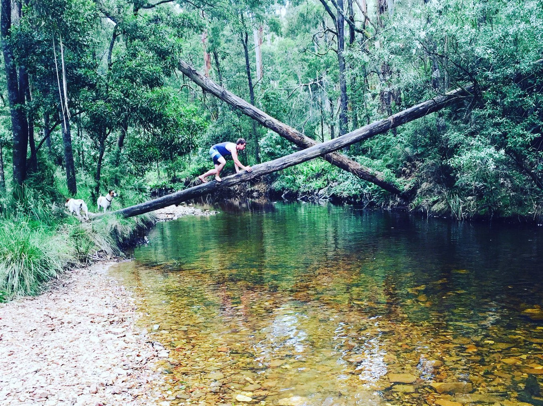 Blackwood Forest旅游攻略图片