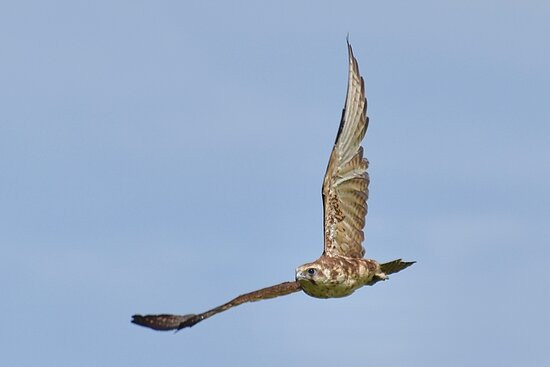 The Western Treatment Plant-韦里比必去景点