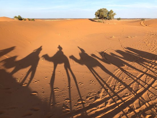Wild Sahara Journeys景点图片