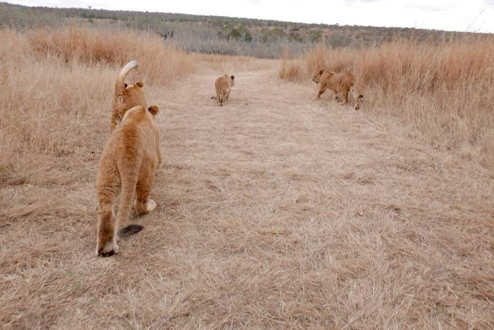 Walking With Lions-比勒陀利亚必去景点
