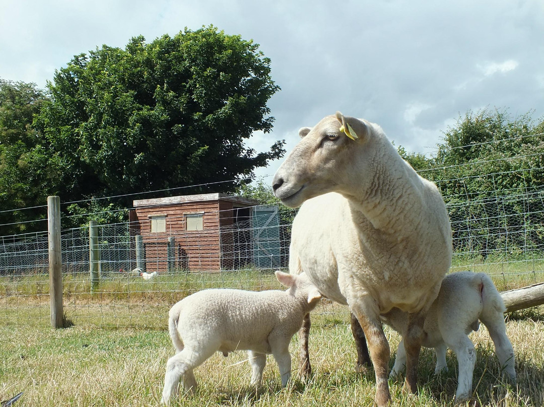 Glenroe Farm景点图片