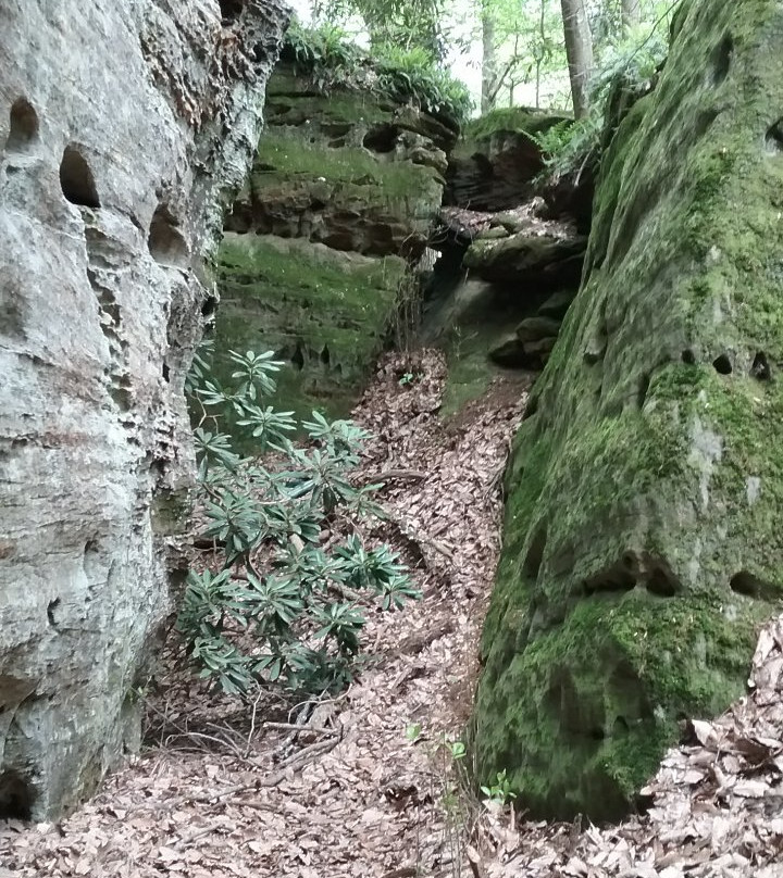 Rhododendron Cove State Nature Preserve