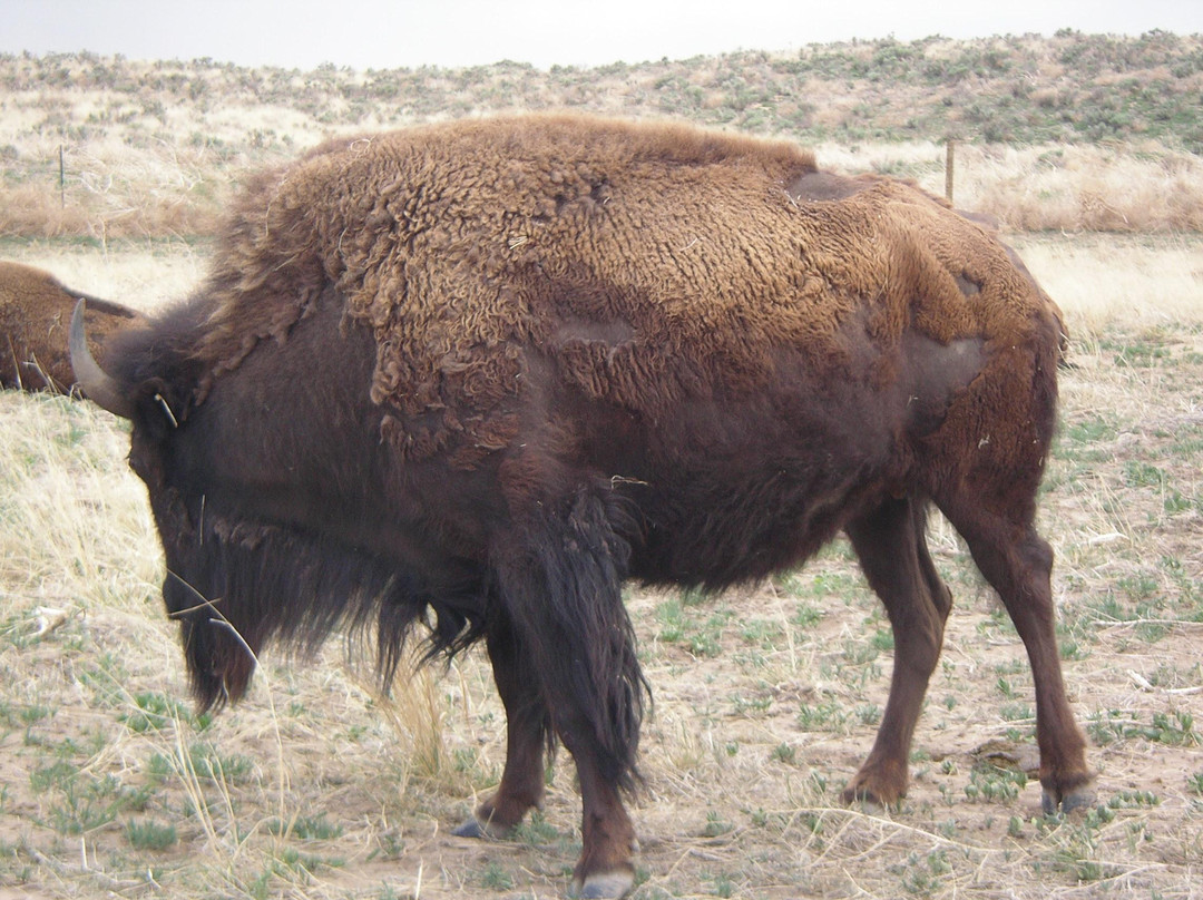 Sandsage Bison Range景点图片