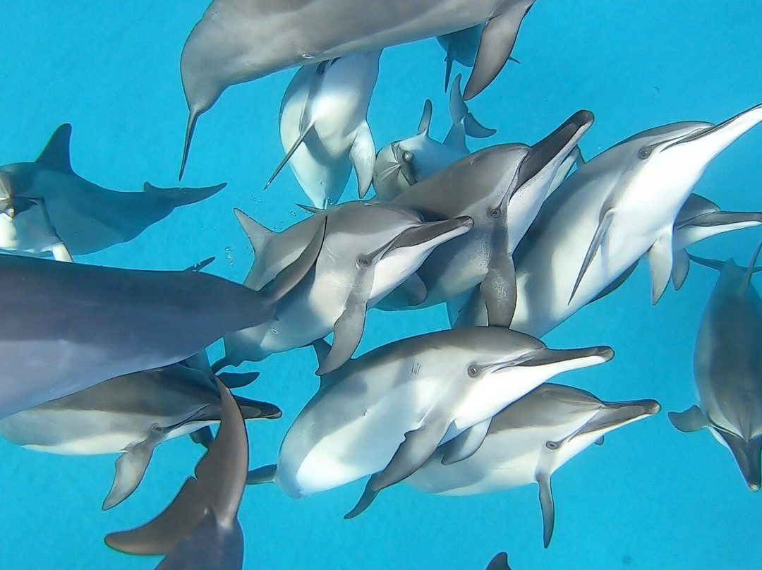 Iruka Hawaii Dolphin