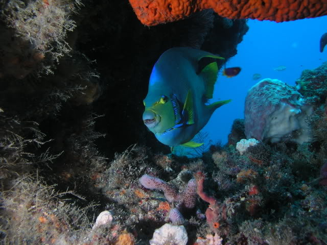 Underwater Explorers-博因顿海滩必去景点