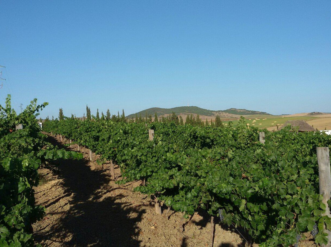 Sancha Pérez Bodega Almazara景点图片