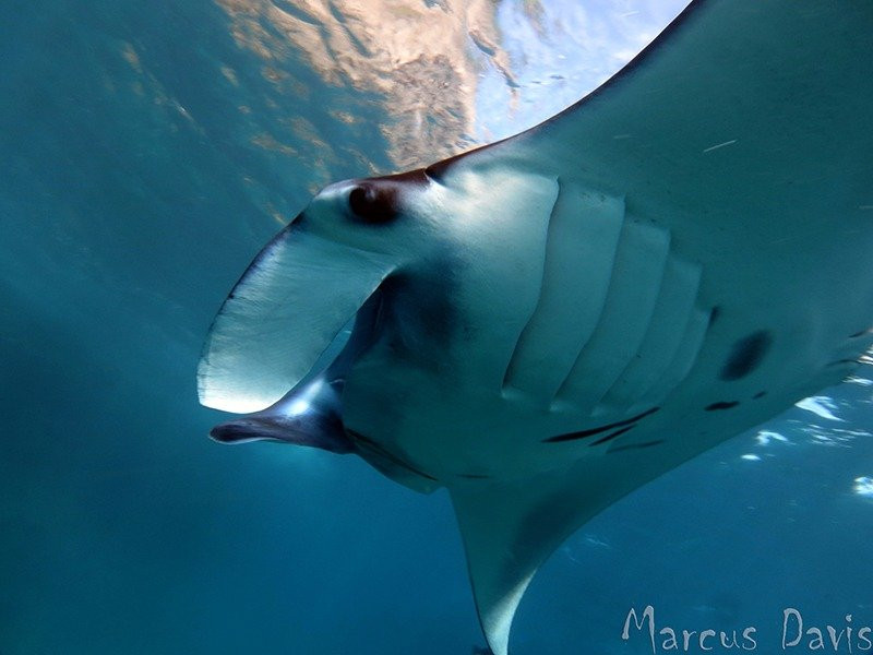 Indo Divers Lembongan-蓝梦岛必去景点
