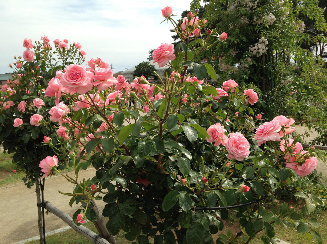 前桥县旅游景点-Shikishima Parfk Rose Garden