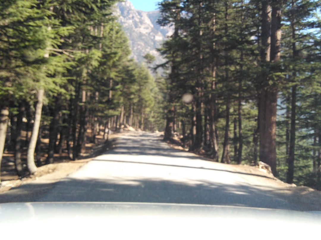 Kalam Forest-Kalam必去景点