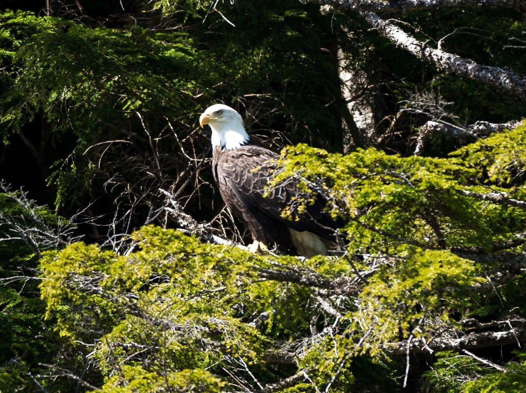 Lighthouse Excursions-凯奇坎必去景点