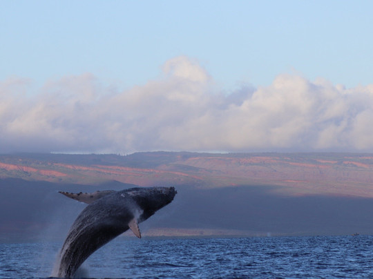Makai Adventures-拉海纳必去景点