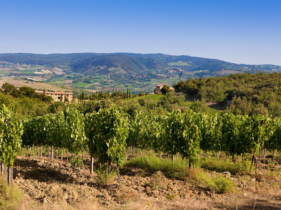 Podere Montale Winery景点图片
