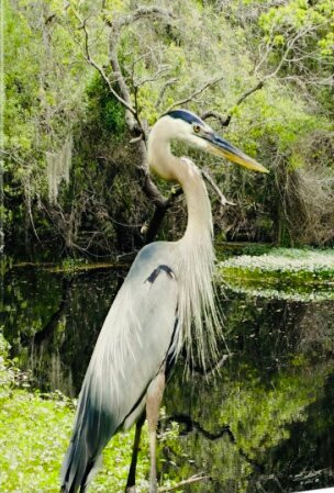 John Chesnut Sr. Park-帕姆港必去景点