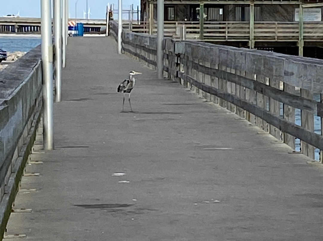 Indian Point-科珀斯克里斯蒂市必去景点