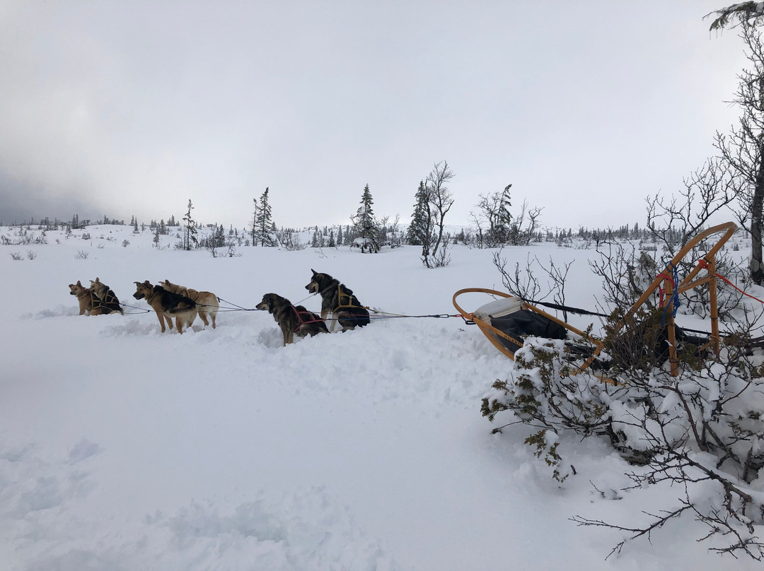 Norway Husky Adventure景点图片