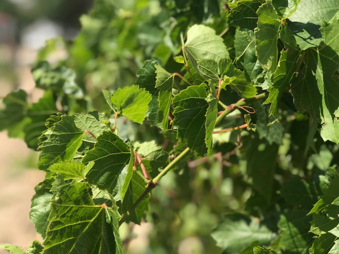 Country Road Vines And Wines景点图片