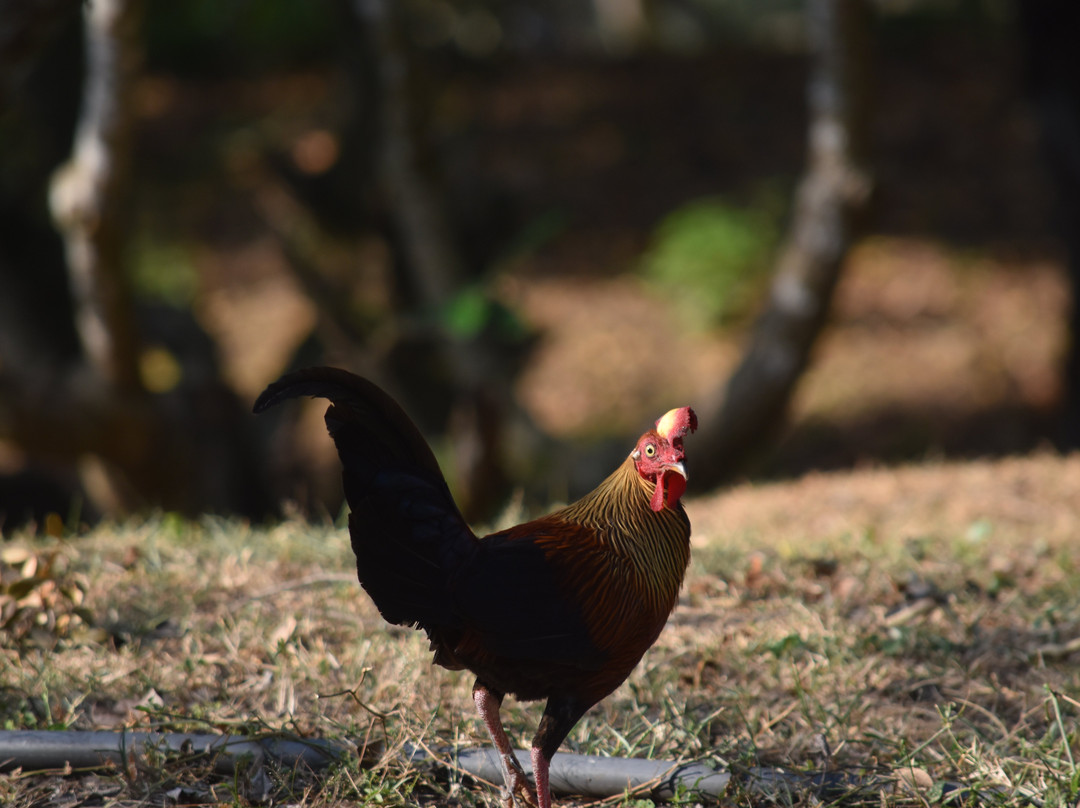 The Oasis Ayurveda Beach Resort主图