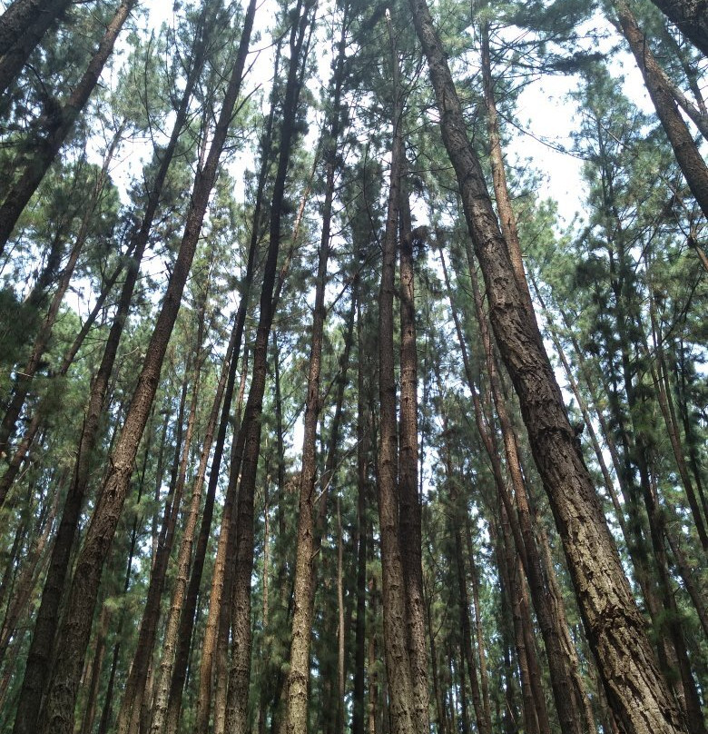 Vagamon Pine Forest-Vagamon必去景点