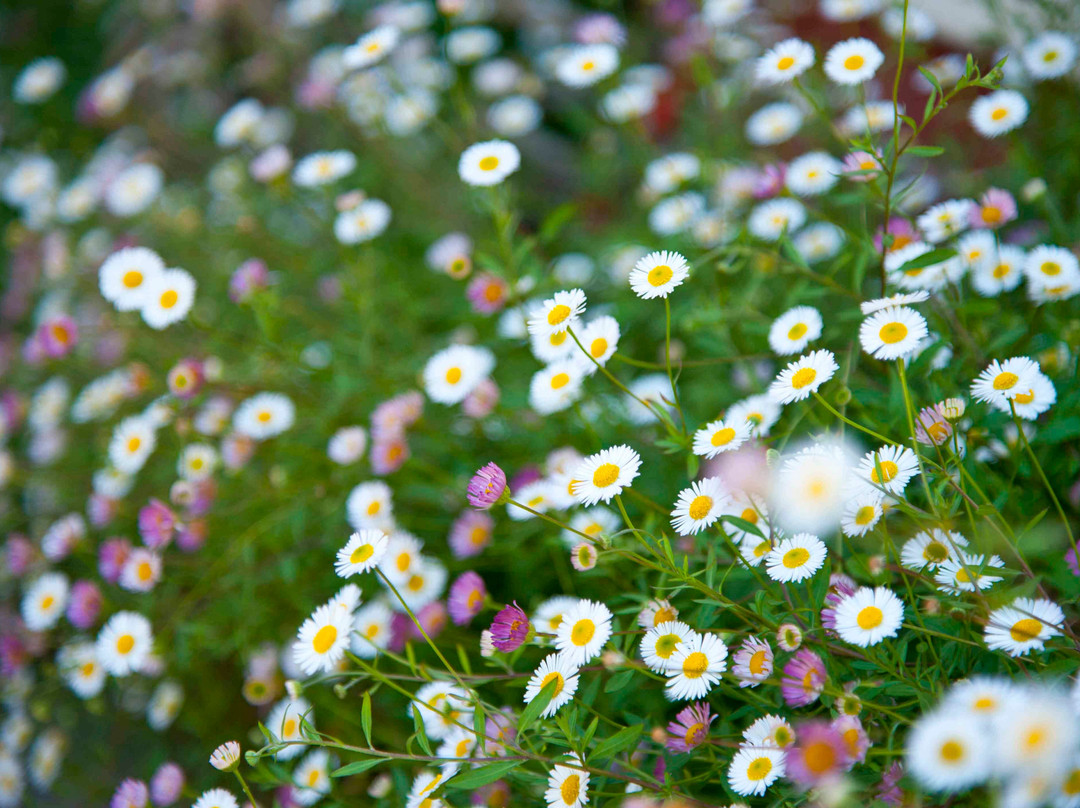 Pinoak Cottage Constantia主图