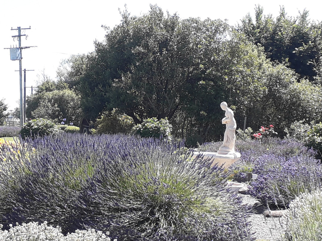Lavender Fields景点图片
