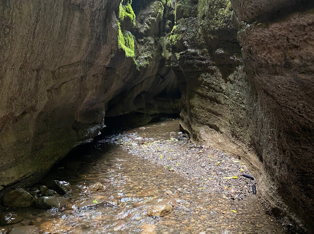 Limestone Creek Glow Worms Caves景点图片