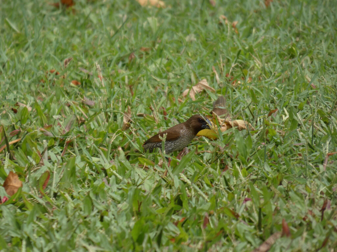 Munro Martin Parklands-凯恩斯必去景点
