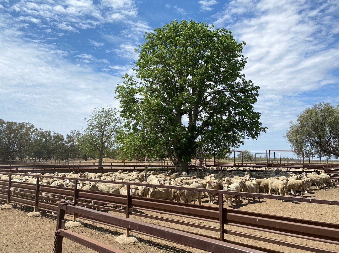 Barcaldine Tag Along Tours - Dunraven Station景点图片
