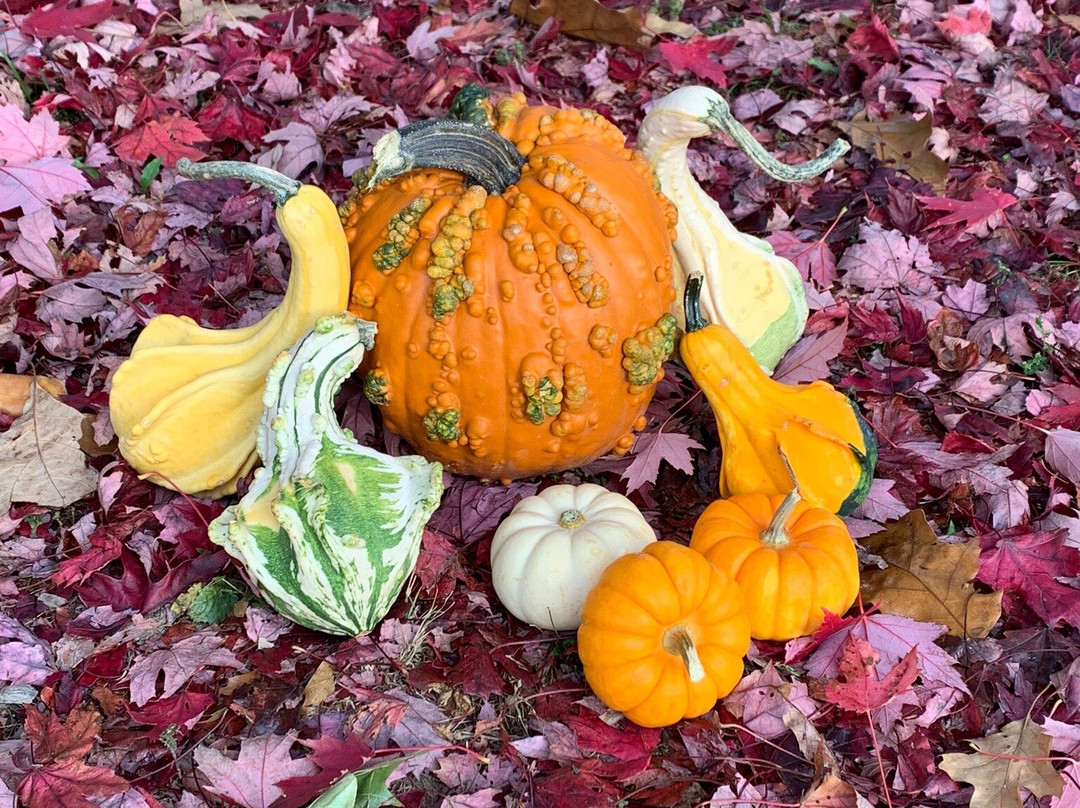 Reisinger's Apple Country-沃特金斯格伦必去景点