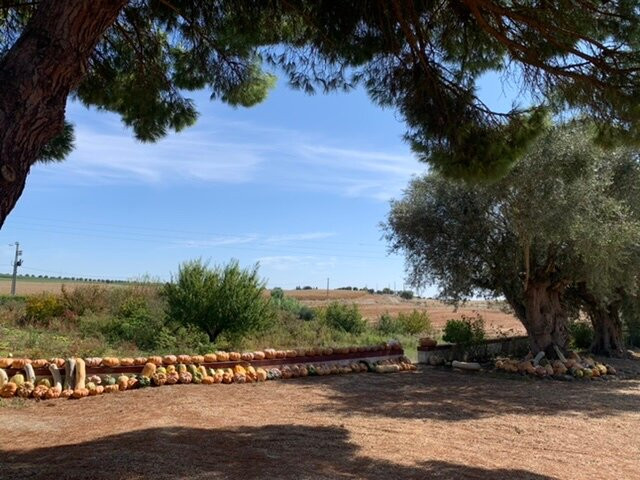 Monte da Floresta B&B主图