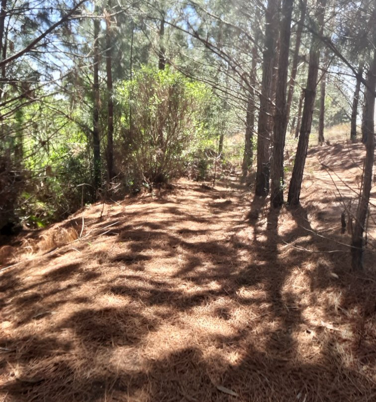 Capão da Onça-Ponta Grossa必去景点