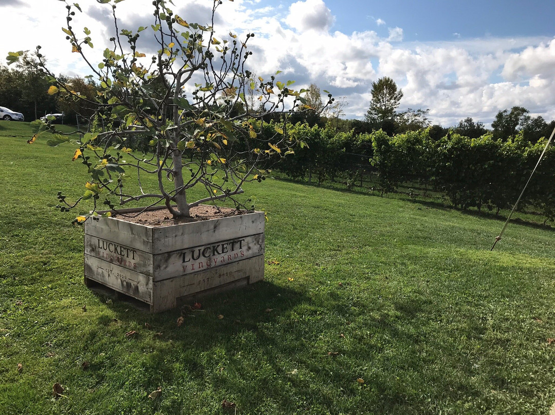 Luckett Vineyards景点图片