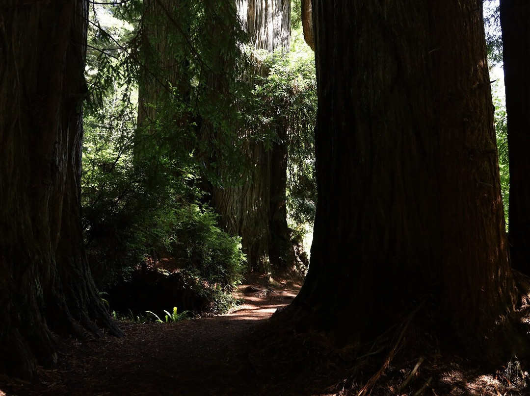 Prairie Creek Redwoods State Park景点图片