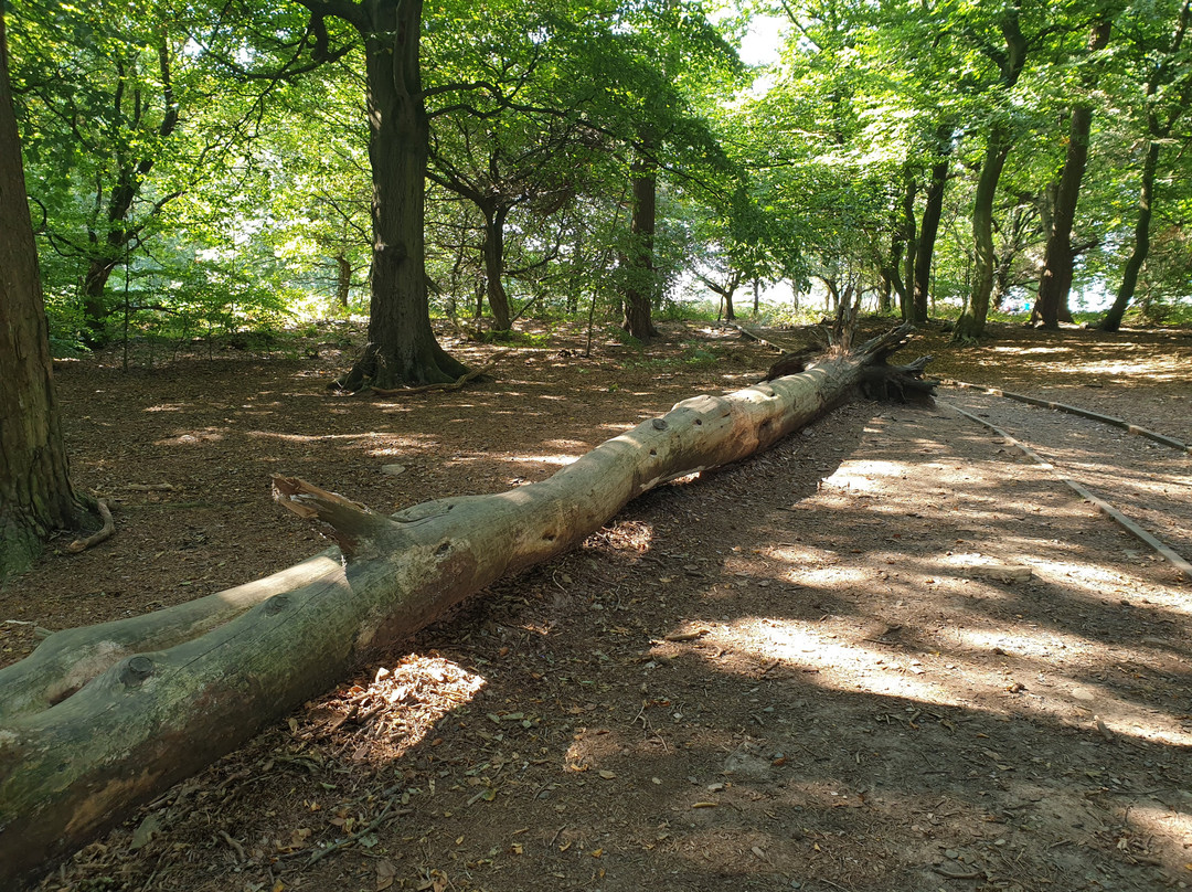 Beacon Hill Country Park景点图片