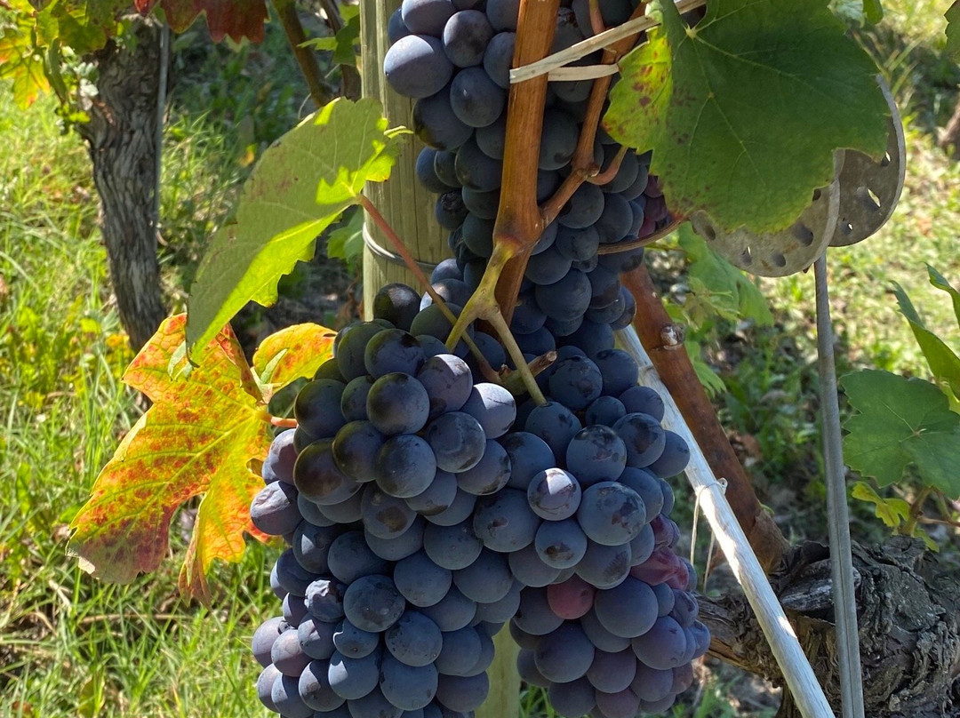 Locanda del Pilone主图