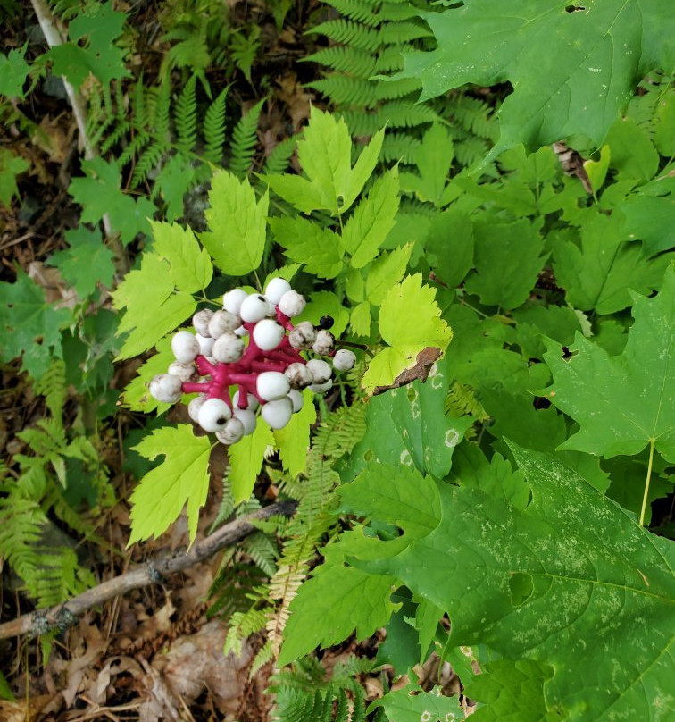 Weeks State Park-Whitefield必去景点