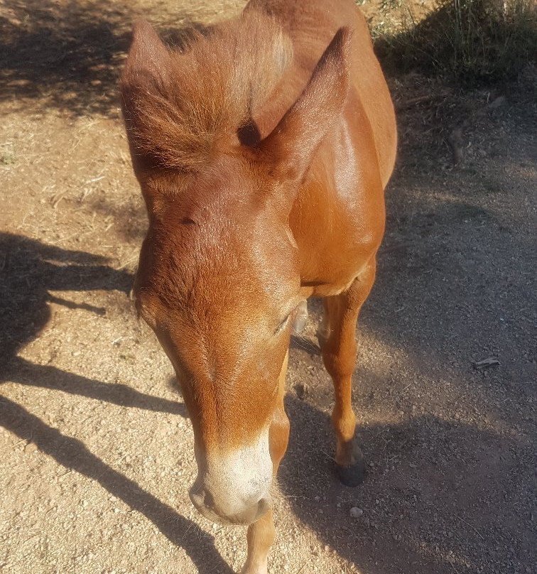 Horse Riding Alonaki-Valanidorrachi必去景点