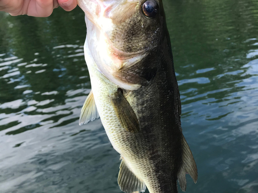 Maine Bass Fishing Guide Service景点图片
