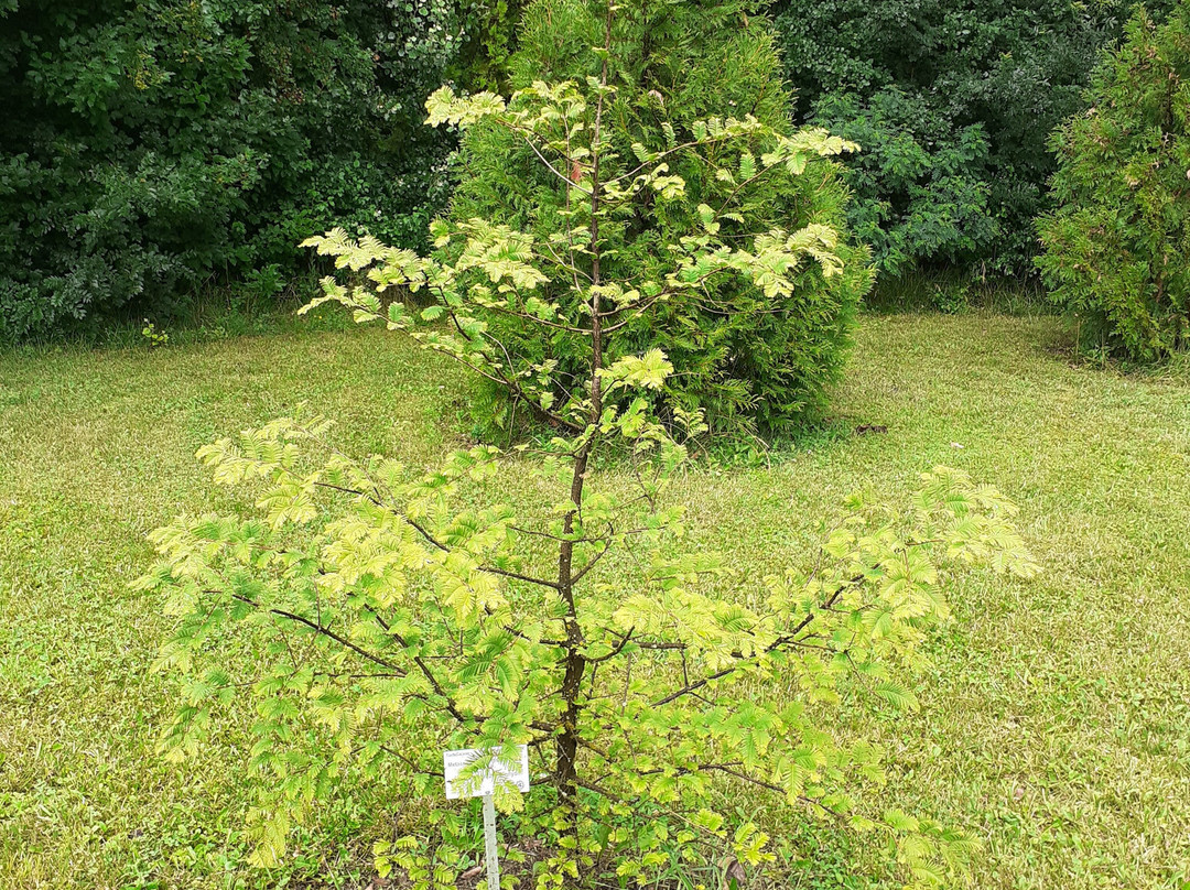 Botanical Garden of the University of Szeged景点图片