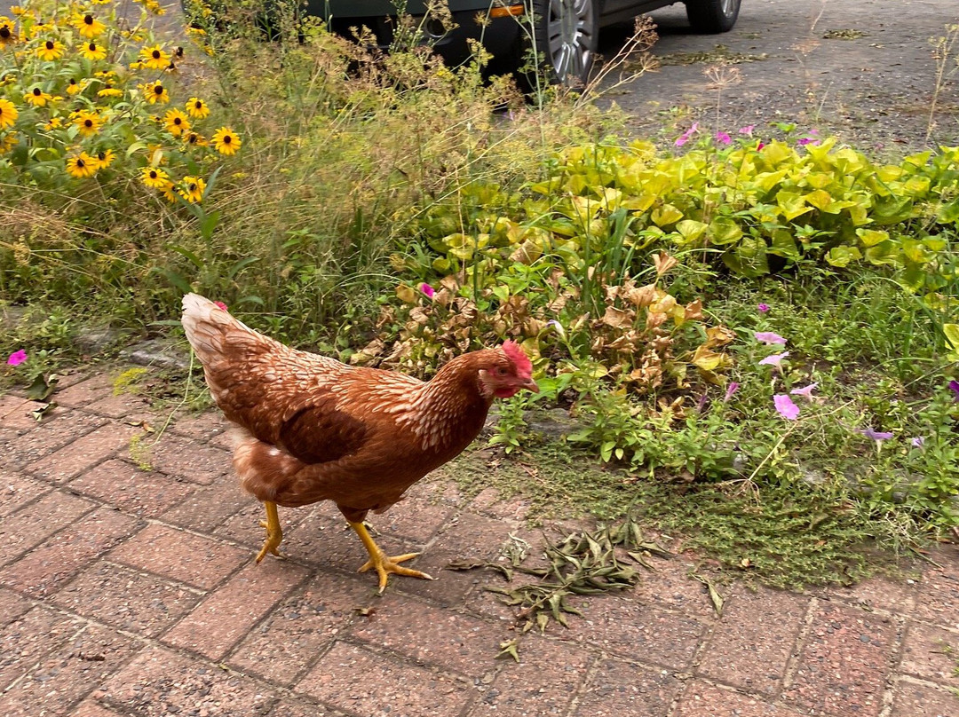 Black Walnut Inn主图