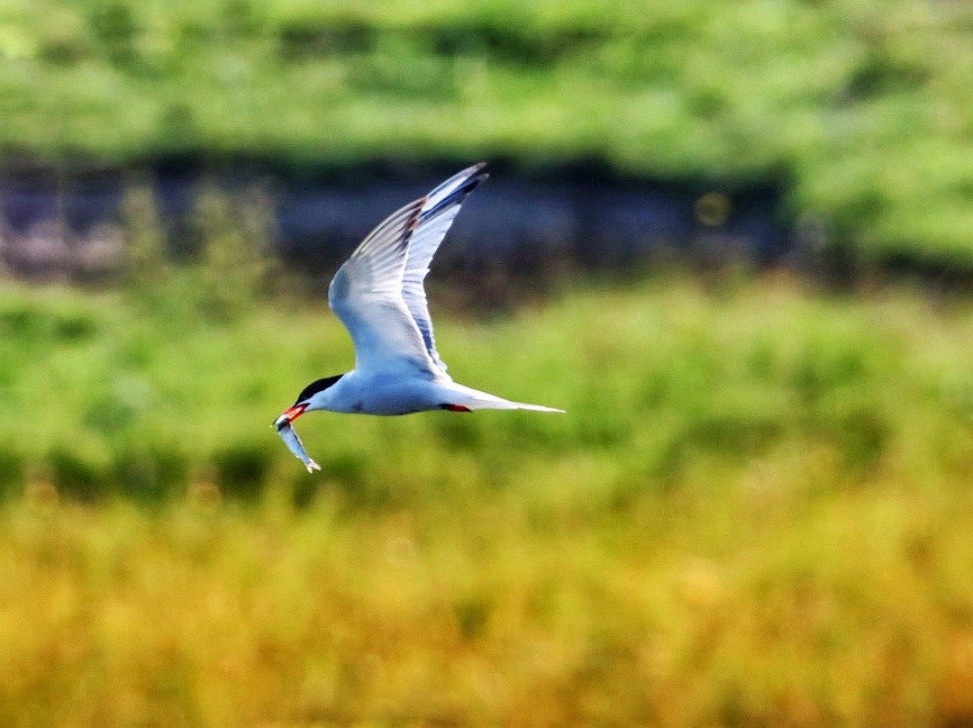 Teesmouth national nature reserve景点图片