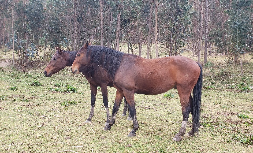 Casa Hacienda San Juan主图