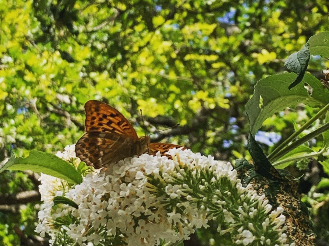 Il Giardino delle Farfalle景点图片