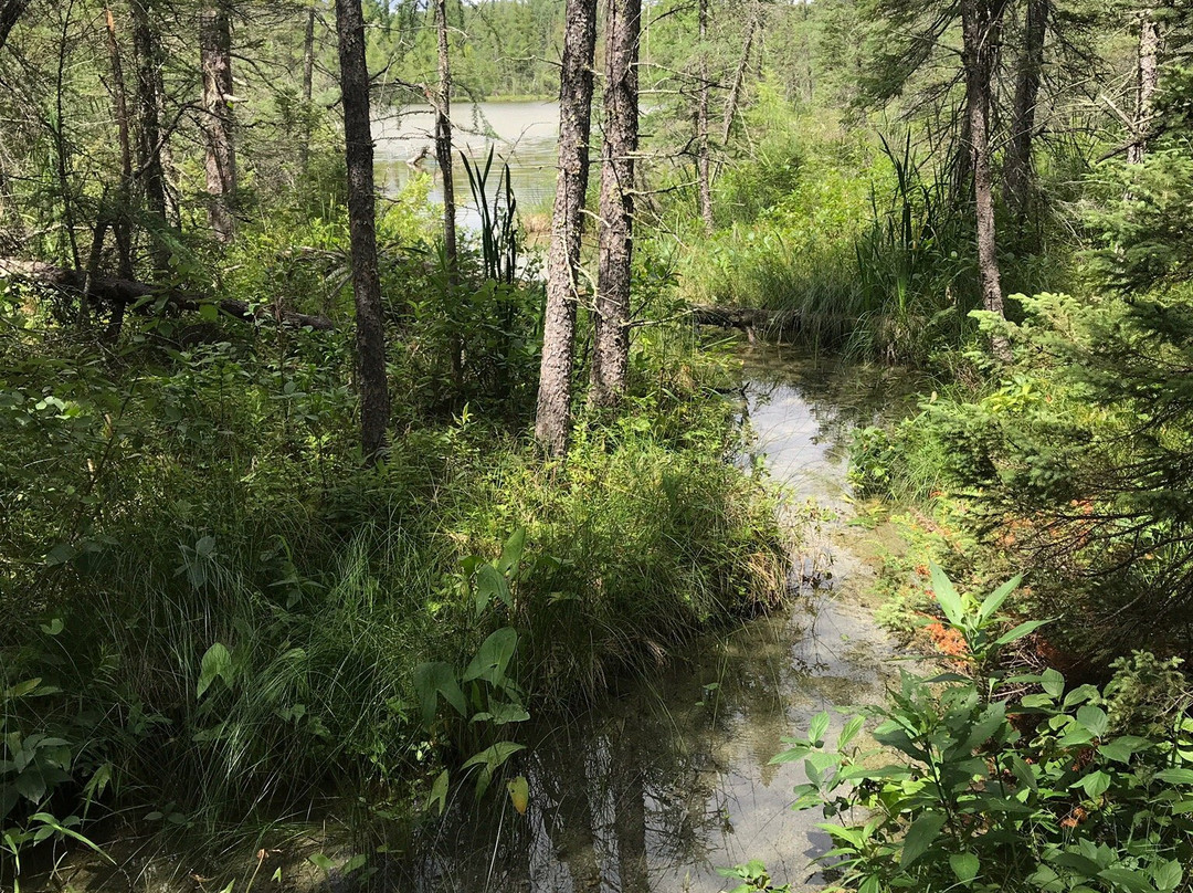 Lake Bemidji State Park-伯米吉必去景点