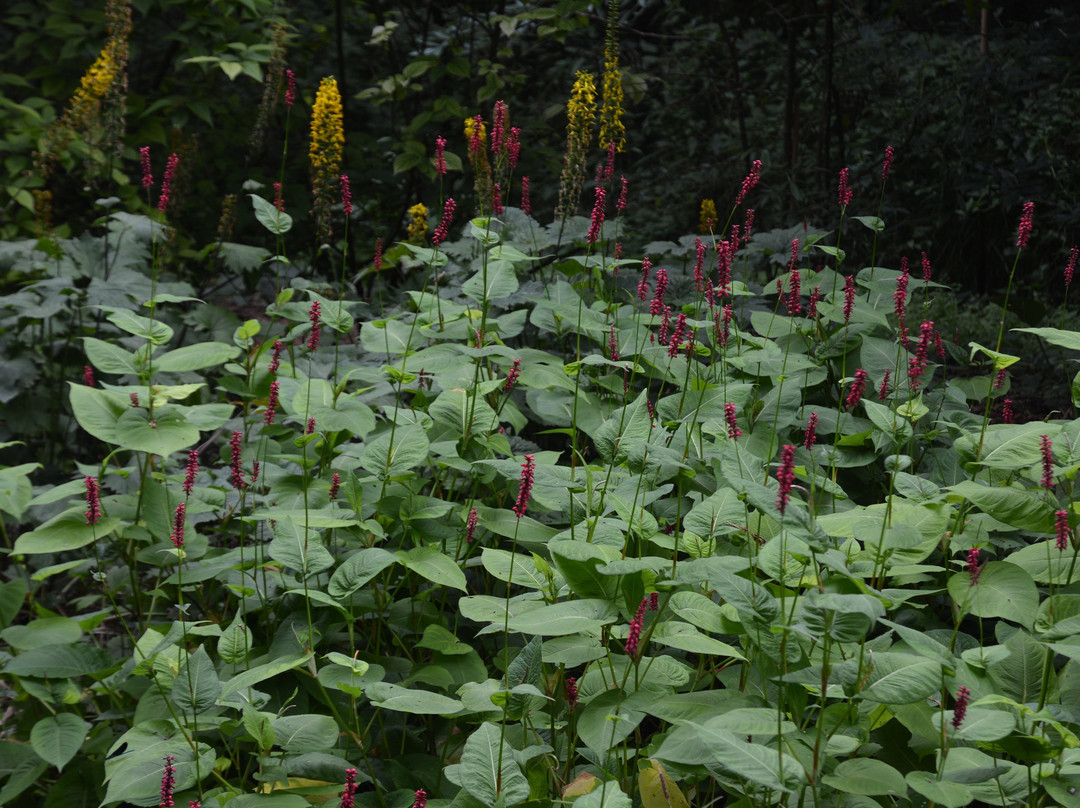 Arboretum des Pres des Culands-Meung-sur-Loire必去景点