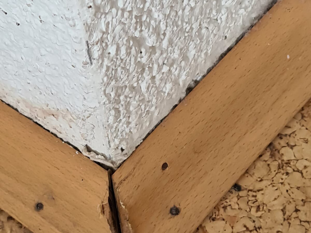 Roter Kater & Graue Katze主图