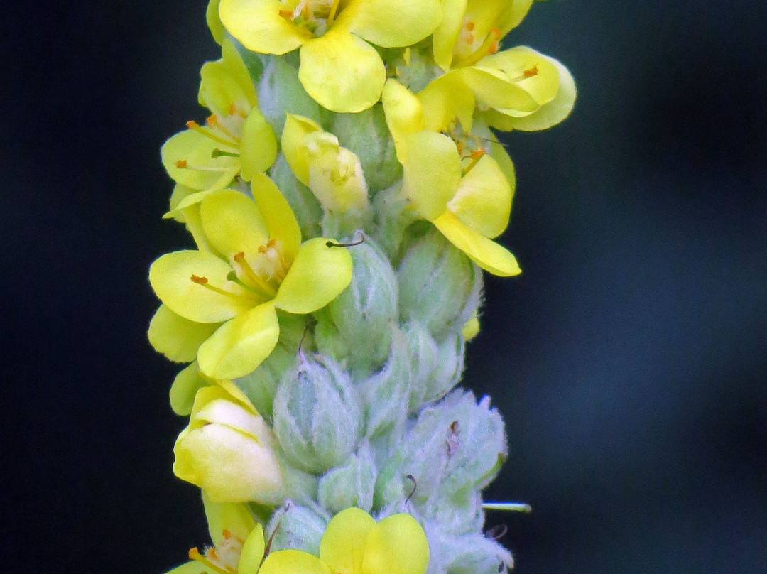 Natirar Park-Peapack-Gladstone必去景点